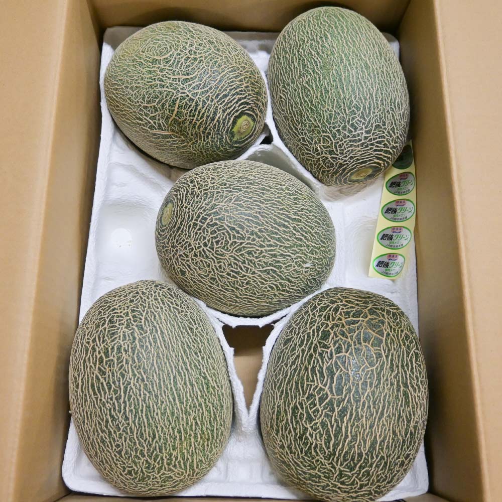 熊本県産 肥後グリーンメロン 8kg 5玉 期間限定販売 送料無料 市場直送