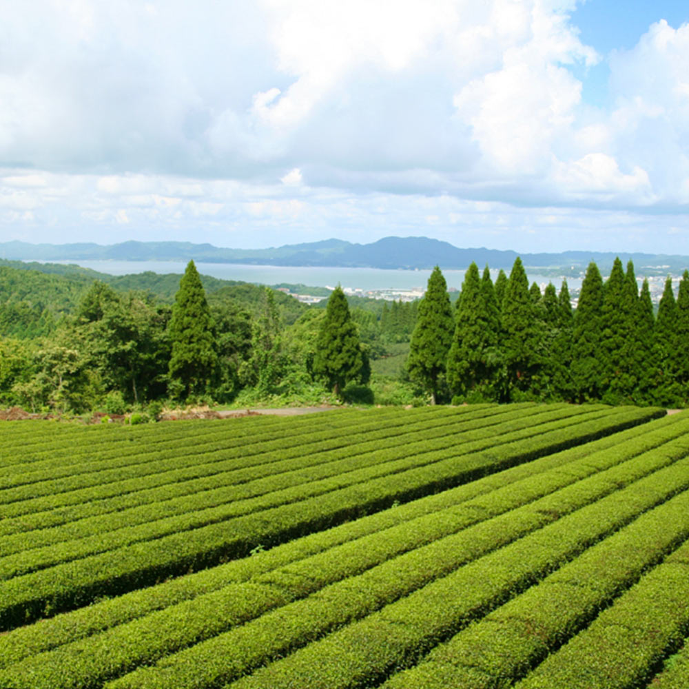 島根県産 有機煎茶 55g 5袋 有機JAS認定品 茶三代一 オーガニック