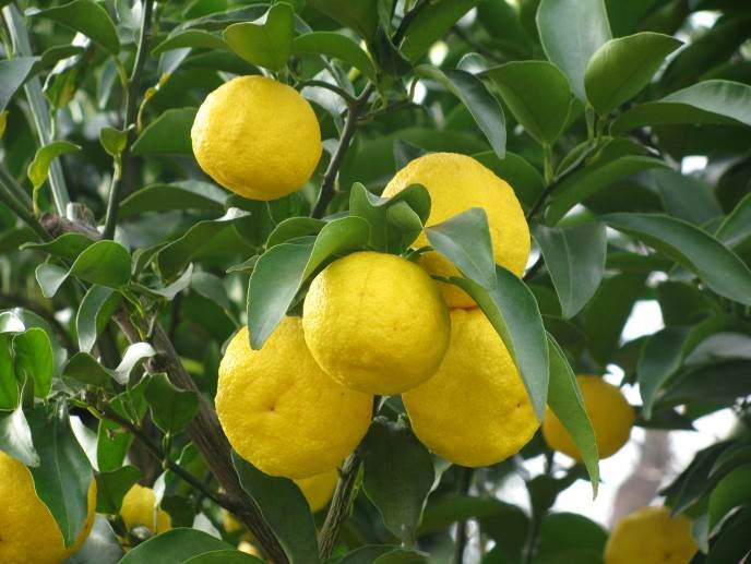 有機胡麻を贅沢に使った 有機胡麻柚子ドレッシング 175ml 3本セット 送料無料 センナリ 有機JAS認定 大地