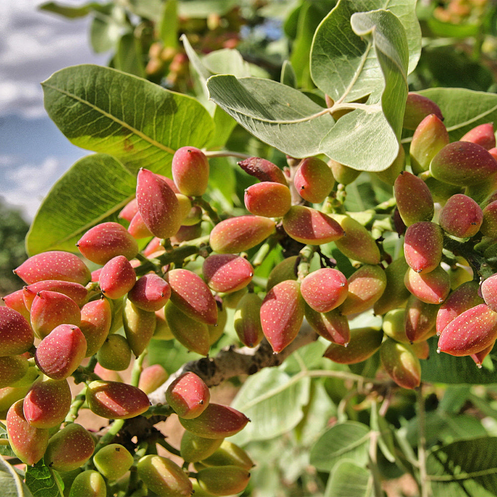 ピスタチオ徳用 素焼き 160g 12袋セット 送料無料 共立食品 無塩 植物油不使用