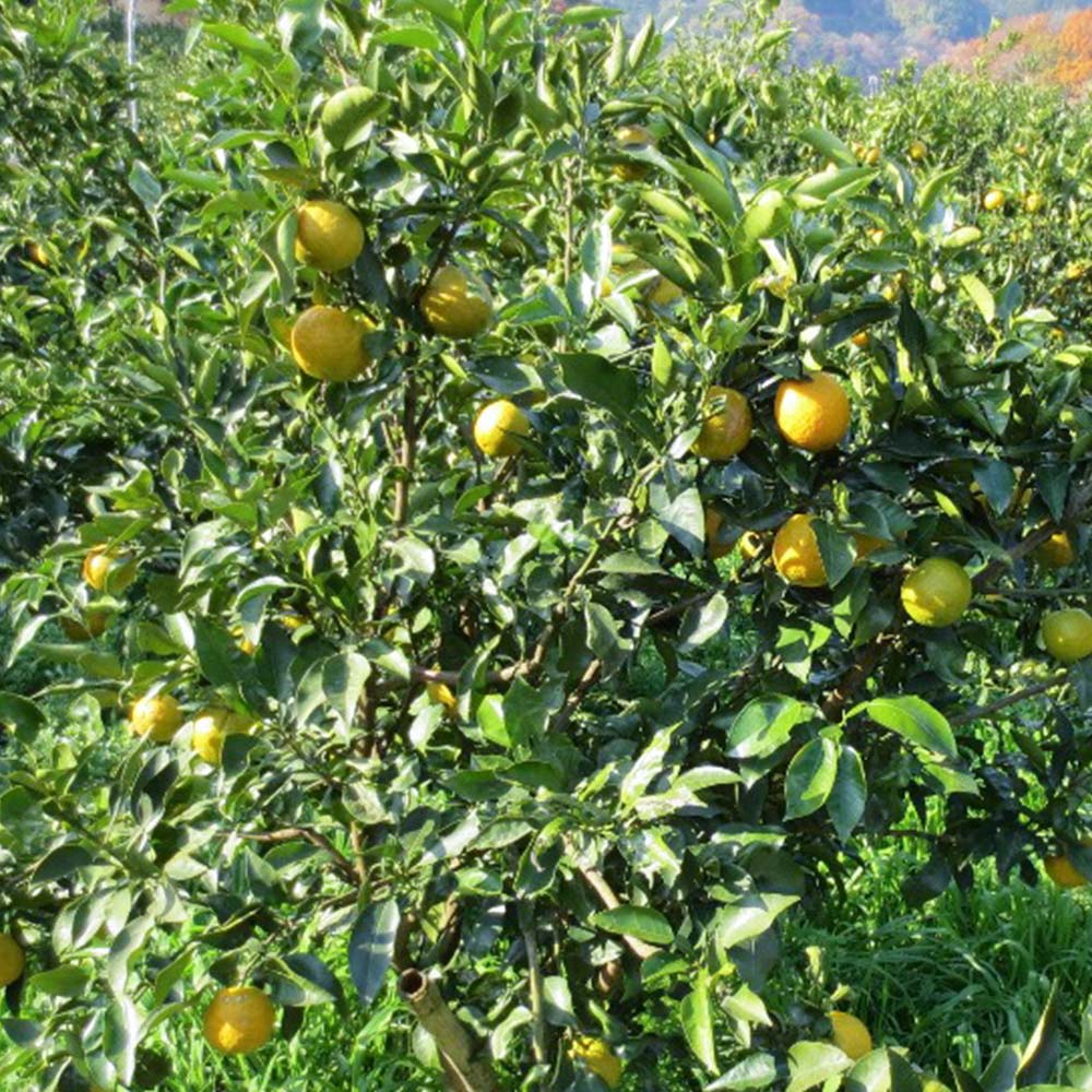 じゃばら紅茶 ティーバック 2袋 (1袋2g×10P) 送料込み 島根県産 茶三代一 オーガニック
