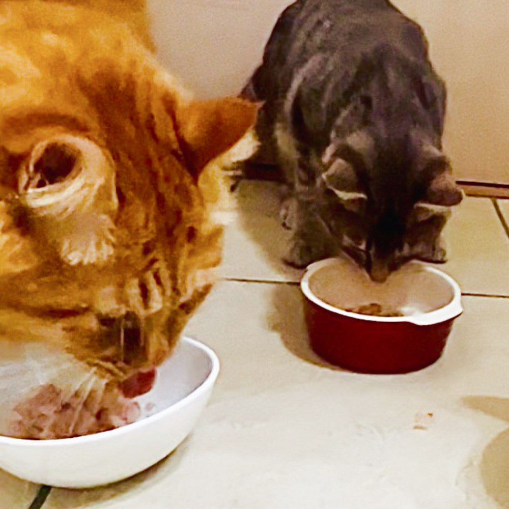 ONOMICHI 猫節 10g(2g×5) 20箱セット 本枯節 まるじょう 送料込み 鰹節 かつお おつまみ おやつ