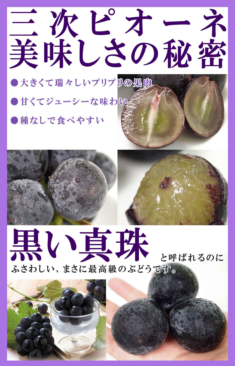 数量限定 広島県産ぶどう 三次ピオーネ 2房 約1kg