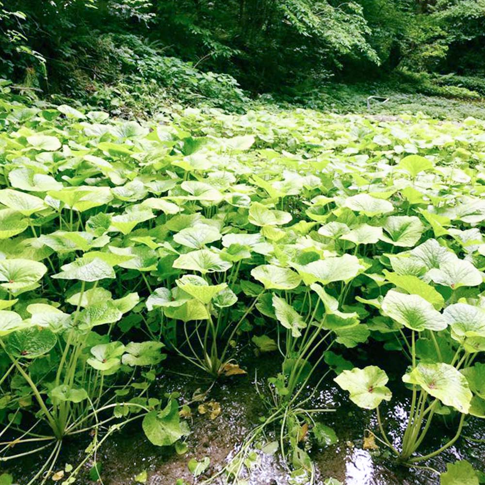 島根県産 わさび漬け (醤油) 1瓶150g 3本セット