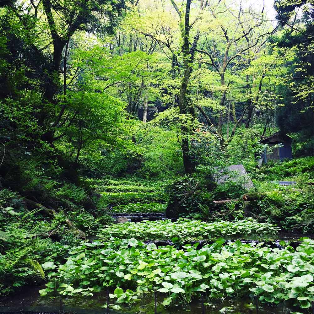島根県産 わさび漬け (味噌) 1瓶150g 3本セット
