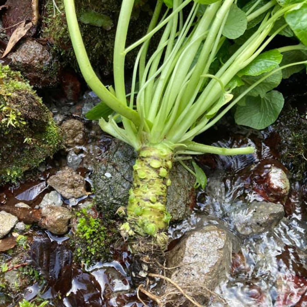 島根県産 わさび漬け (醤油) 1瓶150g 3本セット