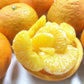 瀬戸田産レモン使用 ふるさとレモン ふるさとはっさく 各２袋 合わせて４袋セット 粉末清涼飲料 送料無料 広島県三原農業協同組合