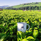 Williamson Tea ウィリアムソンティー アールグレイ 缶 100ｇ 送料込み 紅茶 ケニア イギリス