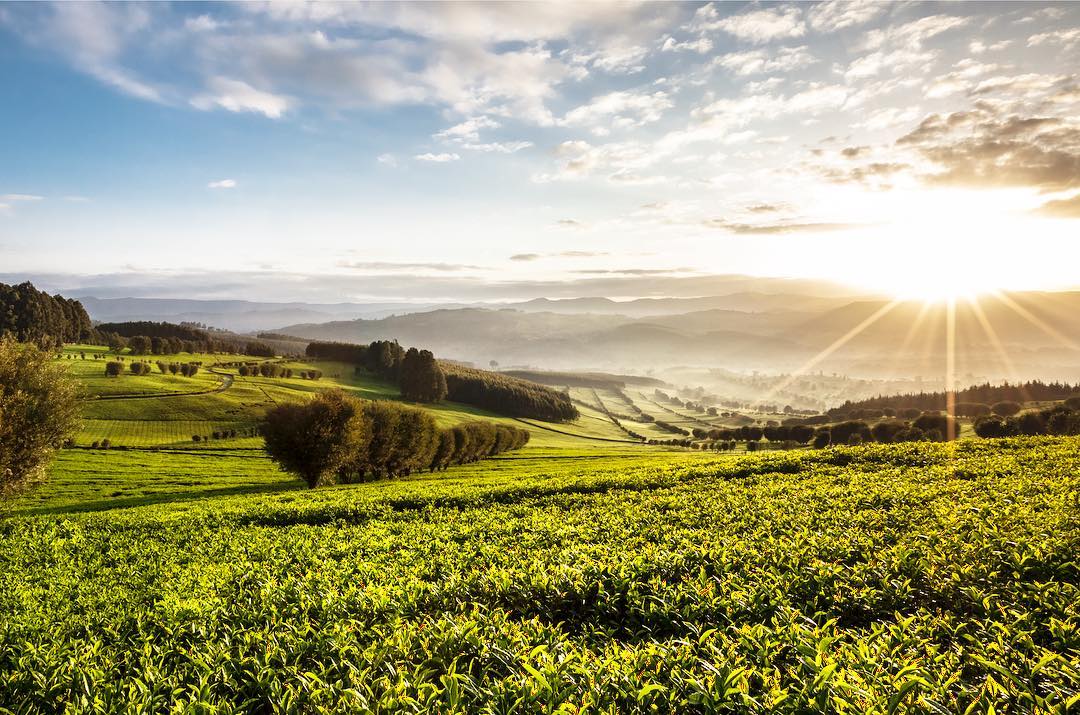 Williamson Tea ウィリアムソンティー ダッチェスグレイ 缶 100ｇ 送料込み 紅茶 ケニア イギリス