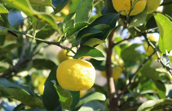 ゆず 果実原液 100% 4リットル 1L×4 冷凍 無農薬 無添加 業務用 送料無料 柚子果汁 高知県土佐名産会