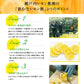 ヤマトフーズ 飲む生 レモン酢 220g 6本セット 広島県産 レモン使用 化学調味料無添加
