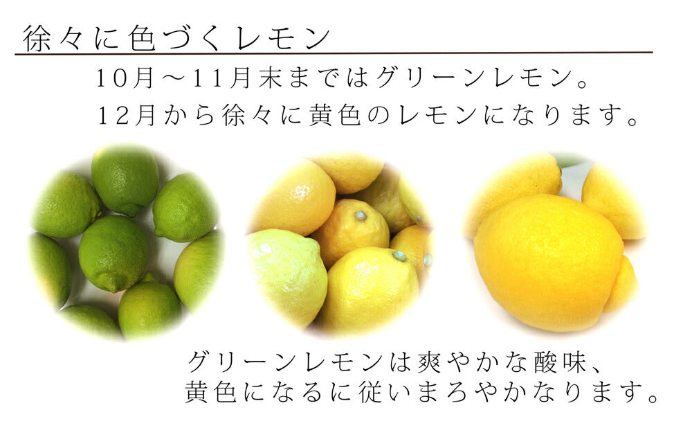 農園直送 広島産 無人島のレモン 約5kg 送料込み サイズいろいろ 皮まで食べられます 国産レモン 越智農園