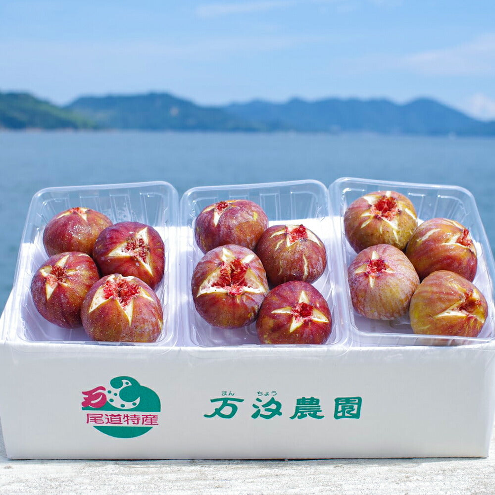 送料無料 完熟いちじく 約300g×3パック入り 広島県尾道向島産 訳あり 家庭用 クール便 予約受け中 (品種名は蓬莱柿、全国一の生産量を誇っています) イチジク 無花果 万汐農園