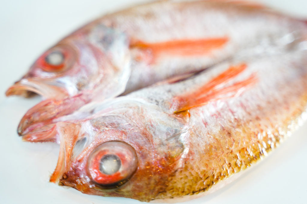 産地直送 島根県沖産 のどぐろ一夜干 5~6枚(約410g) 送料込み (冷凍) ギフト 干し物 お取り寄せ 岡富商店