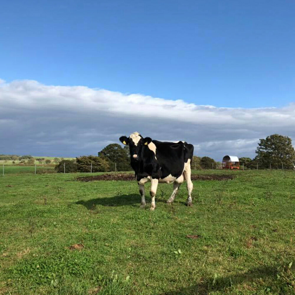 リファレ35 生クリーム 1,000ml 業務用