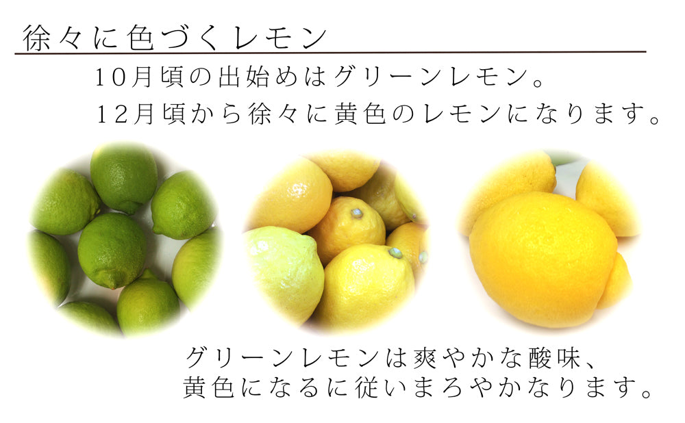 農園直送 広島産 無人島のレモン 約10kg 送料込み サイズいろいろ 皮まで食べられます 国産レモン 越智農園