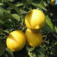 大長レモンで作った はちみつレモン 820g 12本セット 得用 送料無料 蜂蜜レモン 広島産レモン
