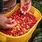 ハワイアンパラダイスコーヒー １０％ コナコーヒー ルアウラテ(ココナッツ＆マカダミア) １９８ｇ １２袋 送料無料 フレーバーコーヒー ハワイ 中挽き お土産