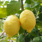 レモンすこんぶ ５０ｇ ポスト便　瀬戸内産レモン使用　酢昆布