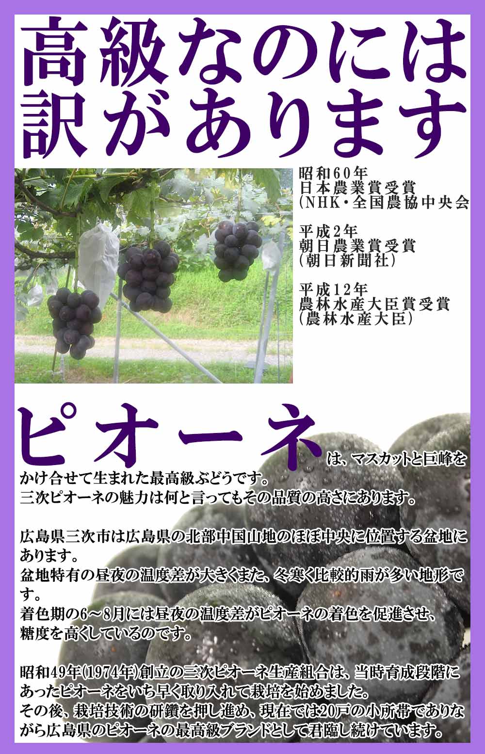 数量限定 広島県産ぶどう 三次ピオーネ 超特産 化粧箱入り 2房 約1kg