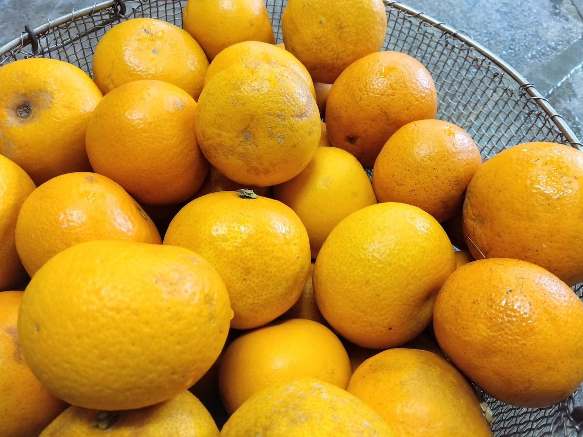 しまなみ旬果 ゆるりマーマレード はっさく 90g 3個セット 万汐農園 送料無料 お取り寄せ ジャム 尾道 向島