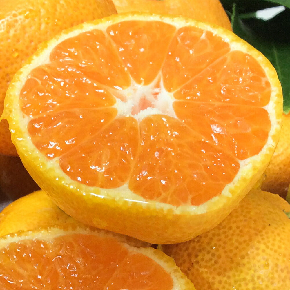 広島県 瀬戸田産 みかん 赤秀M １０ｋｇ 贈答品 送料無料 市場直送