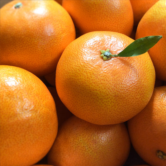 広島県産 せとか 8玉から12玉 期間限定販売 贈答品 サイズいろいろ 送料無料 市場直送 最上級みかん