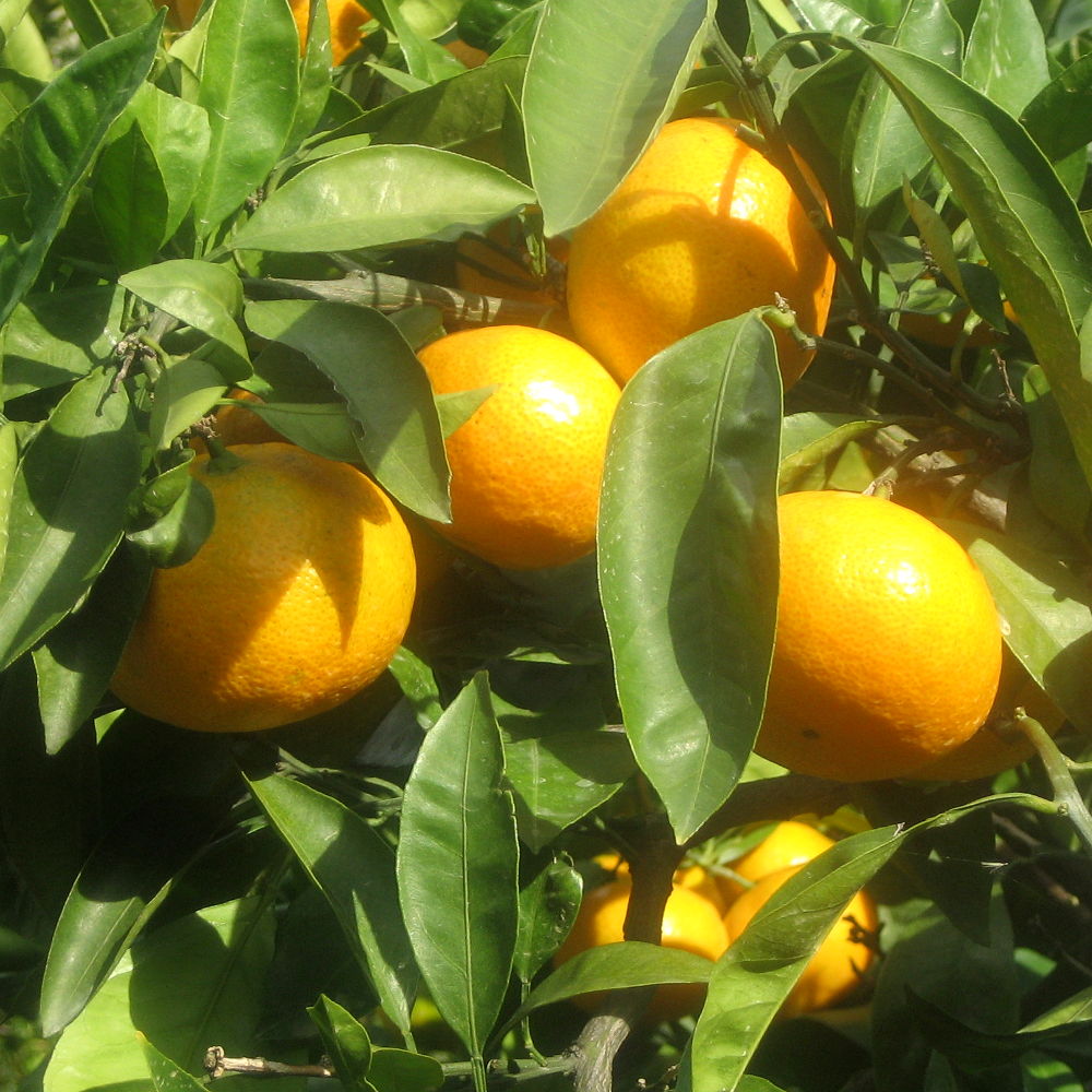 広島県 瀬戸田産 みかん 赤秀M １０ｋｇ 贈答品 送料無料 市場直送