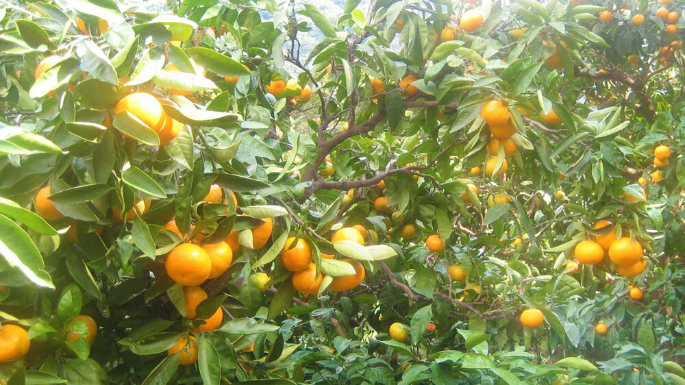 広島県 瀬戸田産 みかん 赤秀M １０ｋｇ 贈答品 送料無料 市場直送