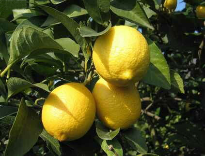 瀬戸田産レモン使用 ふるさとレモン 4袋セット(15g×6袋入×4) 粉末清涼飲料