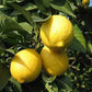 瀬戸田産レモン使用 ふるさとレモン 粉末レモネード 20袋(15g×6×20セット)
