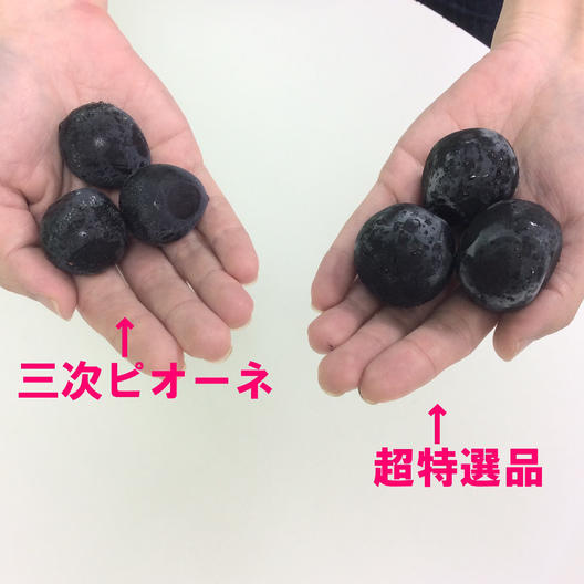 数量限定 広島県産ぶどう 三次ピオーネ 超特産 化粧箱入り 2房 約1kg
