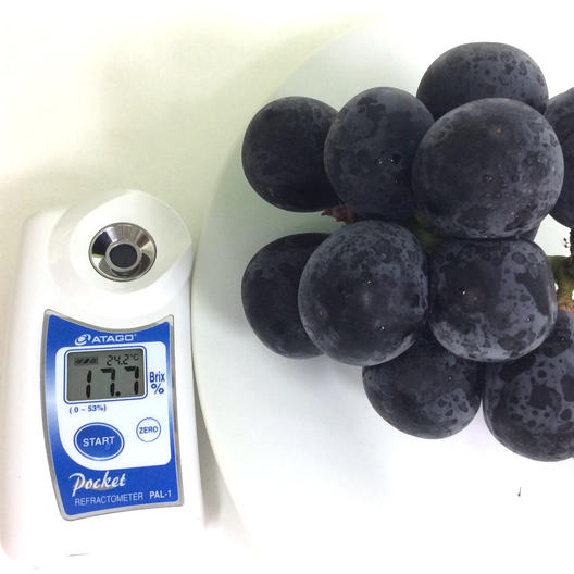 数量限定 広島県産ぶどう 三次ピオーネ 超特産 化粧箱入り 2房 約1kg