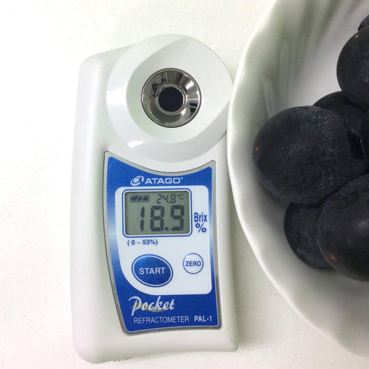 数量限定 広島県産ぶどう 三次ピオーネ 4房 約2kg