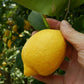 農園直送 広島産 無人島のレモン 約1kg 送料込み サイズいろいろ 皮まで食べられます 国産レモン 越智農園