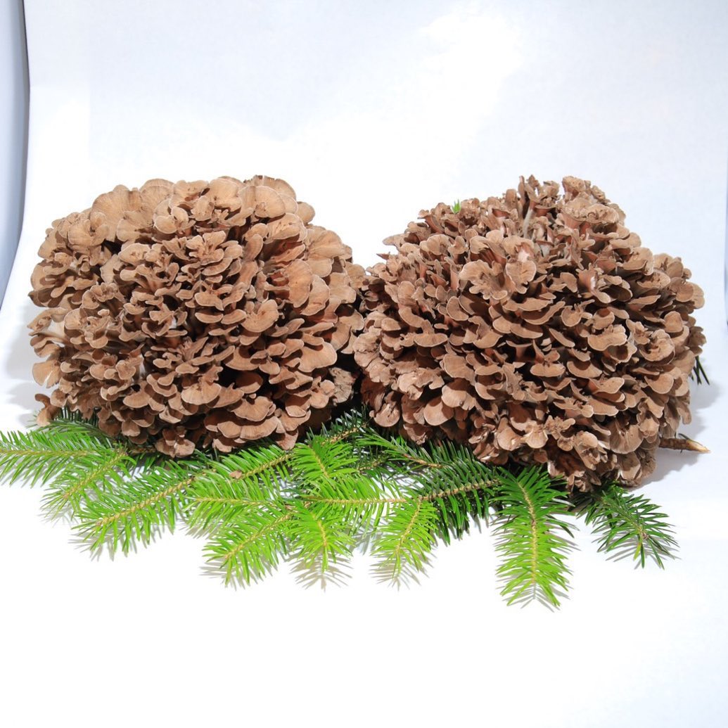 島根県産 乾燥 まいたけ 90g(30g×3)
