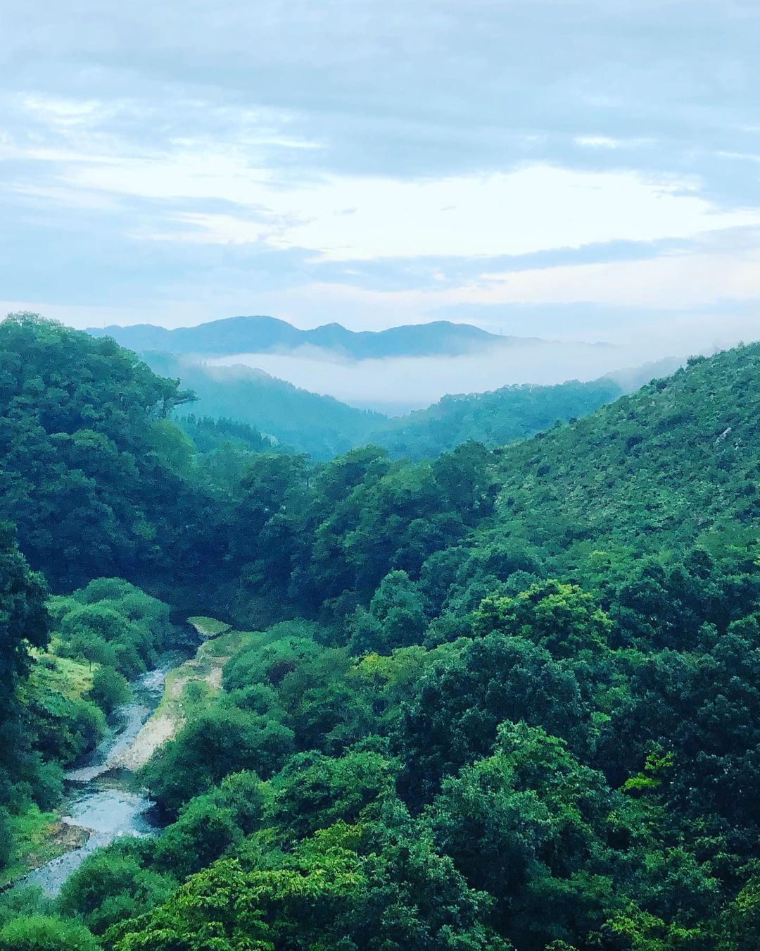 島根県産 乾燥 まいたけ 90g(30g×3)