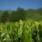 壺切茶(つぼきりちゃ) 宇治蔵開け 煎茶 100g