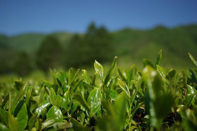 壺切茶(つぼきりちゃ) 宇治蔵開け 煎茶 100g