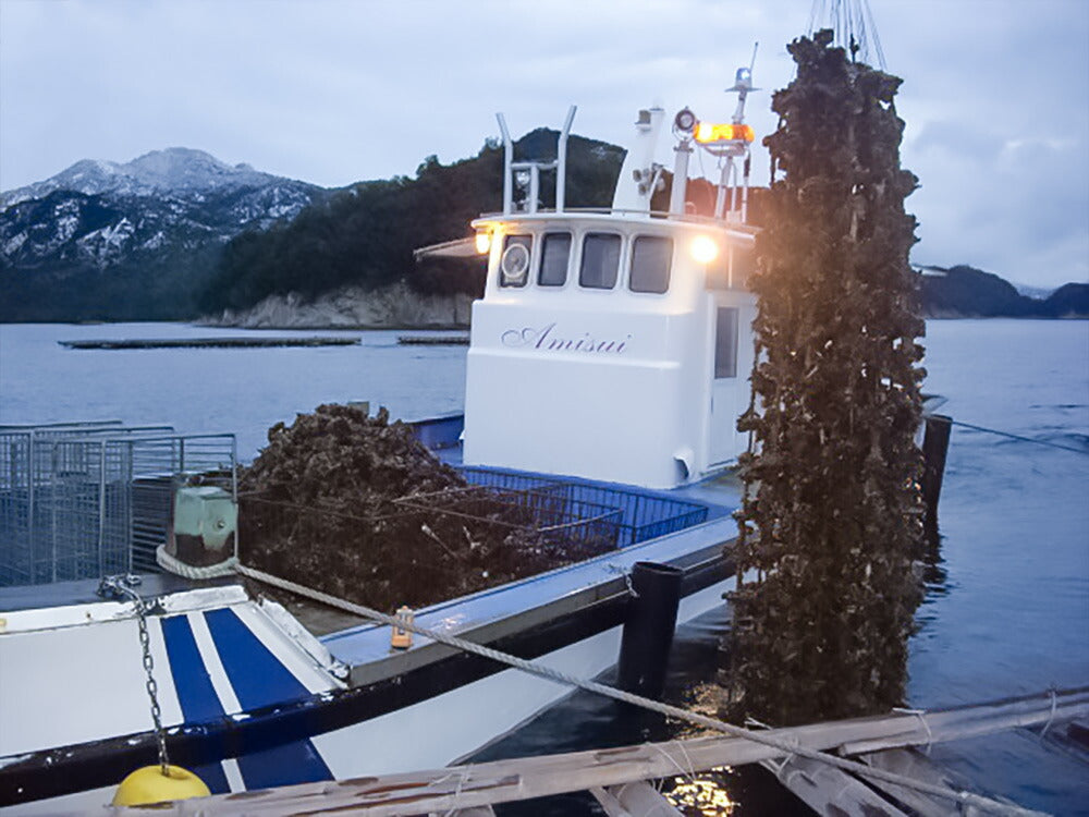 産地直送 広島産 生かき むき身 1.5kg クール便 宮島 近郊で獲れた大粒かき 送料込み カキ 牡蠣 鍋 ㈱アミスイ