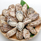 アミスイ 殻付き牡蠣 3kg(18～24個)の商品画像